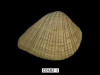 藏品(簾蛤)的圖片